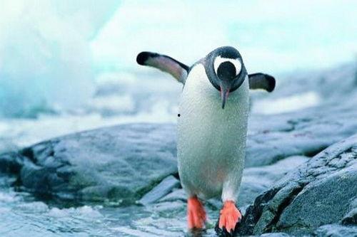 企鹅免费吃瓜群怎么进,畅享欢乐时光 第2张 企鹅免费吃瓜群怎么进,畅享欢乐时光 第2张