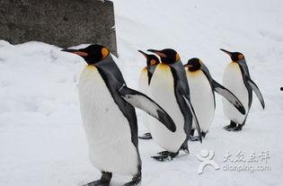 企鹅免费吃瓜群怎么进,畅享欢乐时光 第3张 企鹅免费吃瓜群怎么进,畅享欢乐时光 第3张