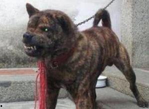 兽境猎犬爆料视频大全下载,揭秘神秘生物世界 第2张 兽境猎犬爆料视频大全下载,揭秘神秘生物世界 第2张