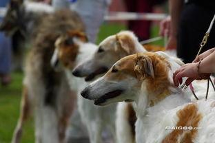 兽境猎犬爆料视频大全下载,揭秘神秘生物世界 第3张 兽境猎犬爆料视频大全下载,揭秘神秘生物世界 第3张
