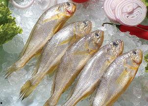 小黄鱼爆料新闻视频,揭秘新闻视频背后的真相