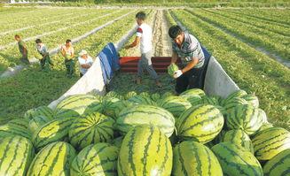 安丘大瓜爆料视频最新,揭秘惊人内幕，真相令人震惊！