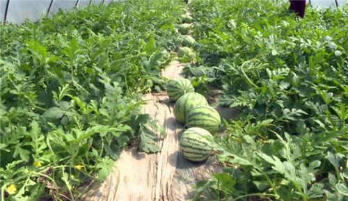 安丘大瓜爆料视频最新,揭秘惊人内幕,真相令人震惊! 第2张 安丘大瓜爆料视频最新,揭秘惊人内幕,真相令人震惊! 第2张