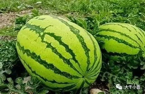 安丘大瓜爆料视频最新,揭秘惊人内幕,真相令人震惊! 第3张 安丘大瓜爆料视频最新,揭秘惊人内幕,真相令人震惊! 第3张