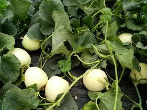 甜瓜乐园爆料君最新版,独家爆料,精彩内容抢先看! 第2张 甜瓜乐园爆料君最新版,独家爆料,精彩内容抢先看! 第2张