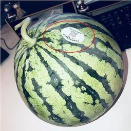 常德网红吃瓜,揭秘当地美食背后的故事 第1张 常德网红吃瓜,揭秘当地美食背后的故事 第1张