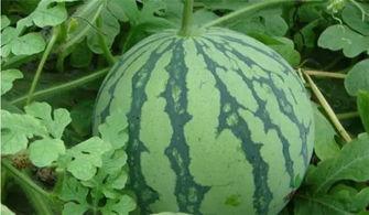 泰蜜西瓜爆料视频大全,视频大全揭秘幕后故事