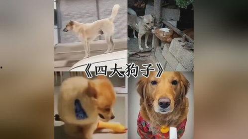 早期狗子爆料视频,真实事件背后的惊人真相  第3张