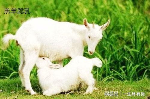 网红吃晴天小羊的瓜,吃瓜现场揭秘! 第2张 网红吃晴天小羊的瓜,吃瓜现场揭秘! 第2张