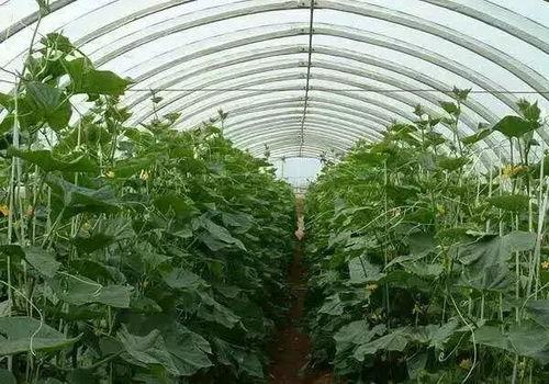 种植达人视频爆料盐,盐的神奇作用与巧妙运用 第1张 种植达人视频爆料盐,盐的神奇作用与巧妙运用 第1张