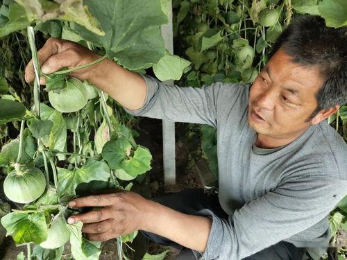 种植达人视频爆料盐,盐的神奇作用与巧妙运用 第3张 种植达人视频爆料盐,盐的神奇作用与巧妙运用 第3张