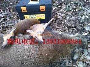 捕山猪视频在线观看,在线观看捕山猪全过程 第2张 捕山猪视频在线观看,在线观看捕山猪全过程 第2张