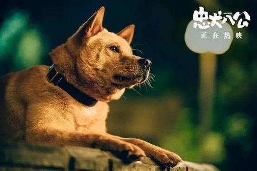 忠犬八公电影在线观看,永恒的守候,跨越生死的忠诚 第2张 忠犬八公电影在线观看,永恒的守候,跨越生死的忠诚 第2张