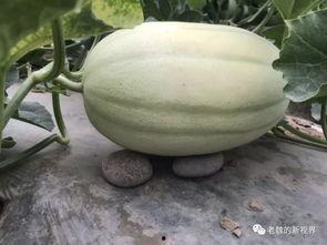 免费吃瓜渠道怎么找出来,轻松找到海量免费资讯平台