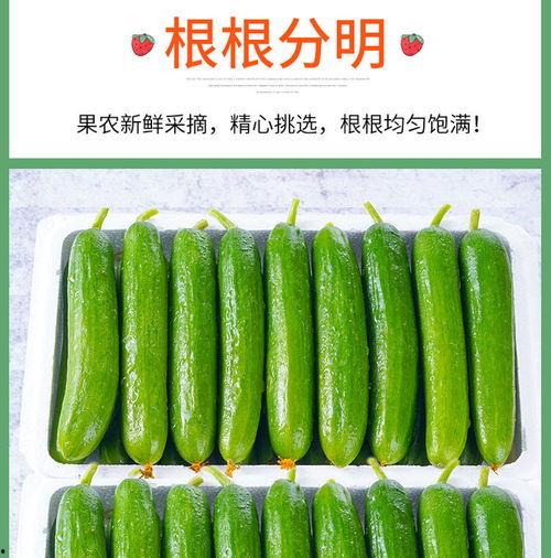 山东吃生瓜的网红是谁啊,这位“瓜界达人”走红网络  第3张 山东吃生瓜的网红是谁啊,这位“瓜界达人”走红网络  第3张