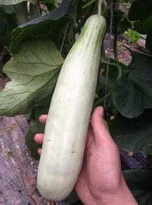 网红的吃瓜群号,一场娱乐狂欢的幕后故事  第3张