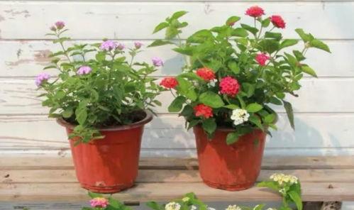 杭州情人节爆料视频最新,街头热吻、花海求婚，甜蜜瞬间刷屏！  第3张