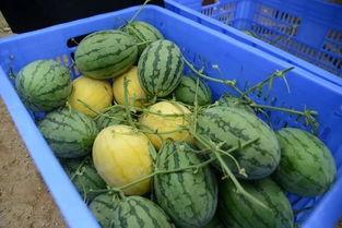 盐山网红吃瓜群微信号,揭秘网络红人的幕后故事  第1张