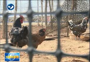 盘州美鹰最近大爆料视频  第3张